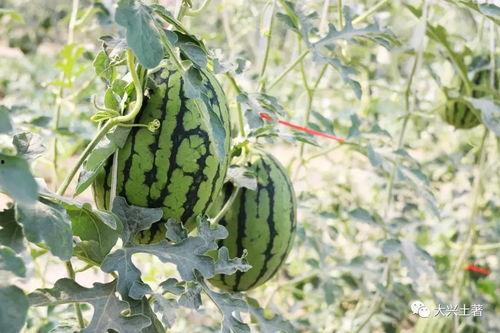 网红吃瓜营地,揭秘娱乐圈幕后风云 第1张 网红吃瓜营地,揭秘娱乐圈幕后风云 第1张